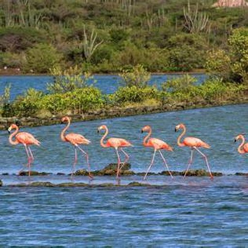 Flamingos em Jan Kok