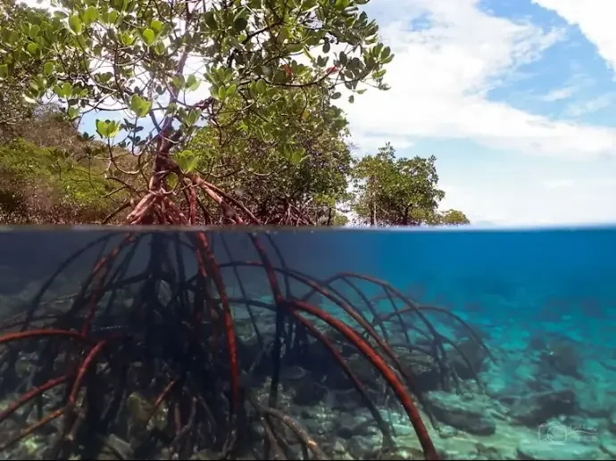 As raízes dos manguezais criam um habitat protegido para animais marinhos jovens.