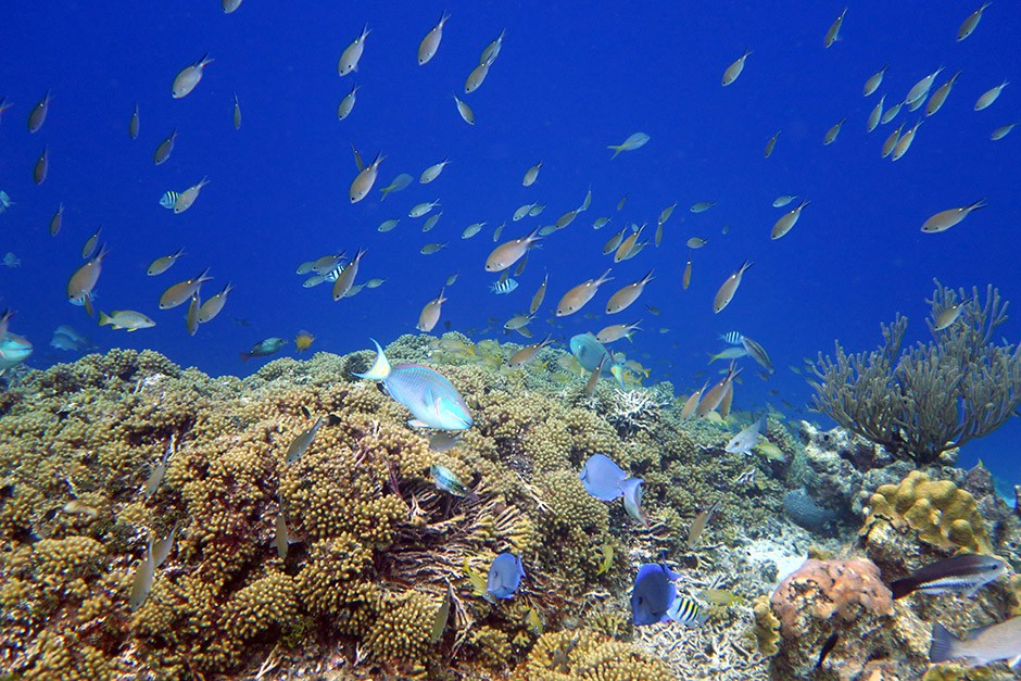 Snorkeling over coral in Curaçao